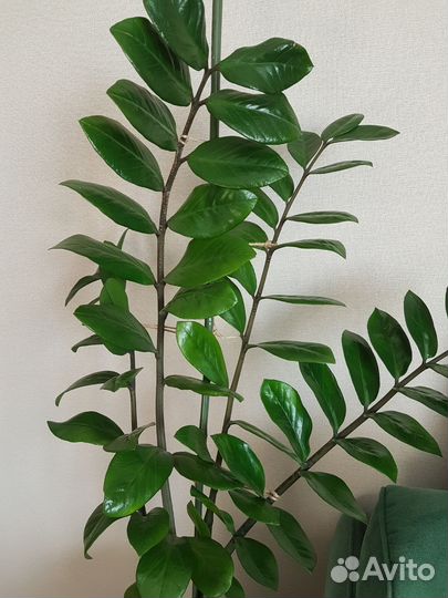 Замиокулькас