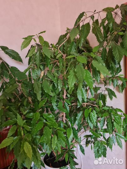 Комнатные цветы гибискус
