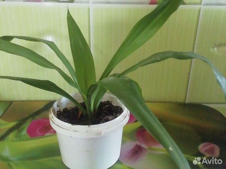 Пальма юкка