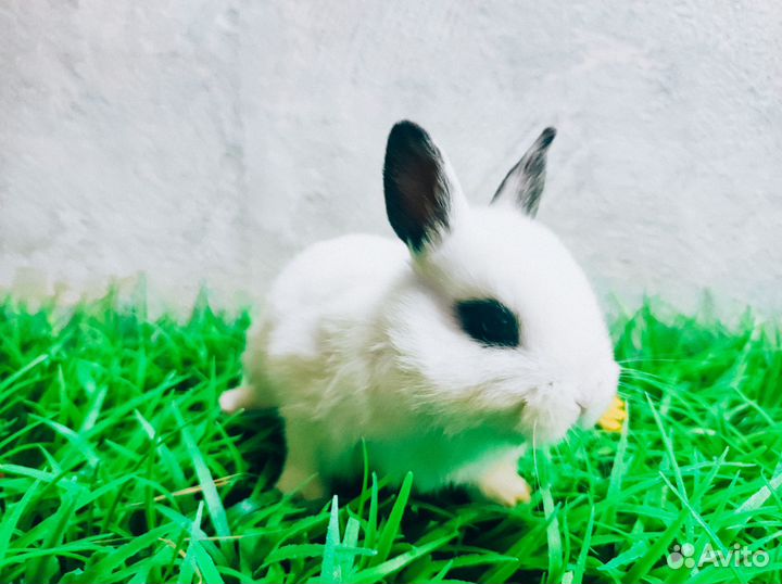 Карликовый кролик - королевский редкий