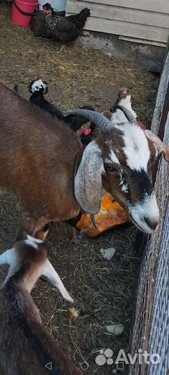 Коза с козлятами