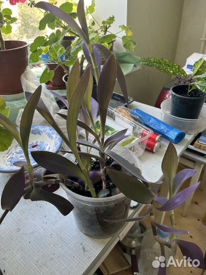 Фикус бенджамина и другие