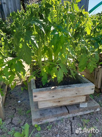 Рассада помидоры, перцы, капуста