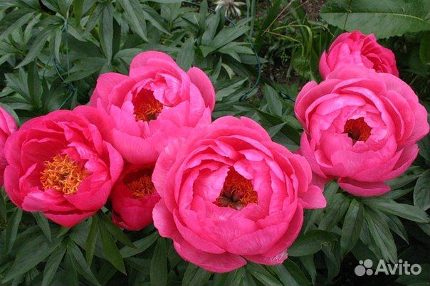 Саженцы (деленки) пионов