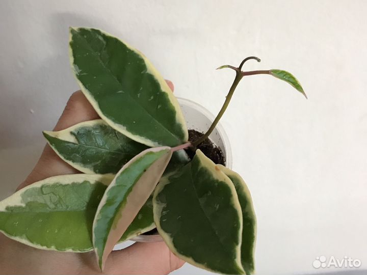 Хойи Кримсон Квин. Элиптика сплеш