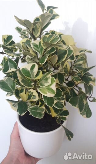 Фикусы сортовые укорененные и на срез