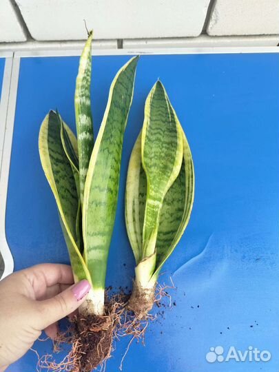 Сансевиерия сноу Вайт, Муншайн, Спирминт