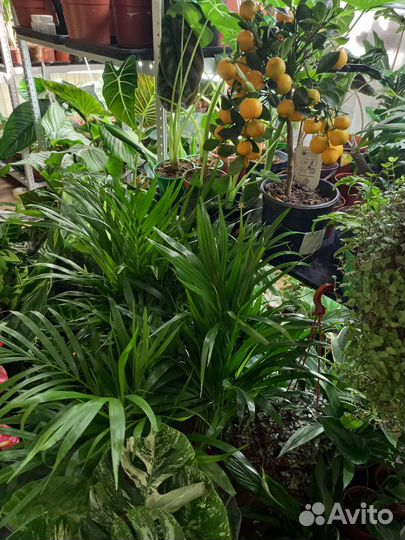 Калатея орбифолия