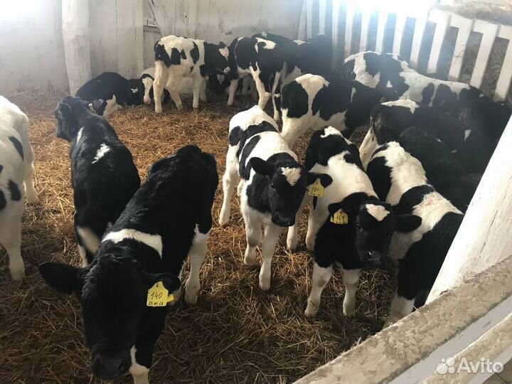 Телята, бычки и телочки