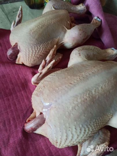 Домашние куры бройлеры