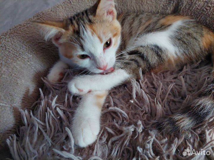 Девочка 4 месяца