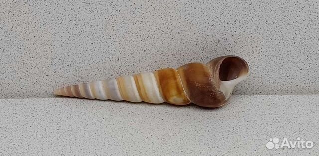 Турителла 10,10 морская ракушка раковина