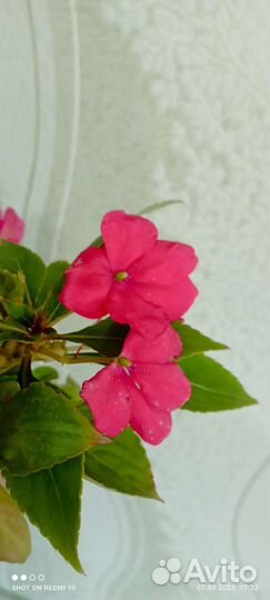 Бальзамин ванька мокрый