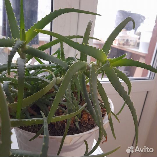 Алое лечебный