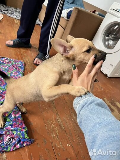 Щенок в добрые руки