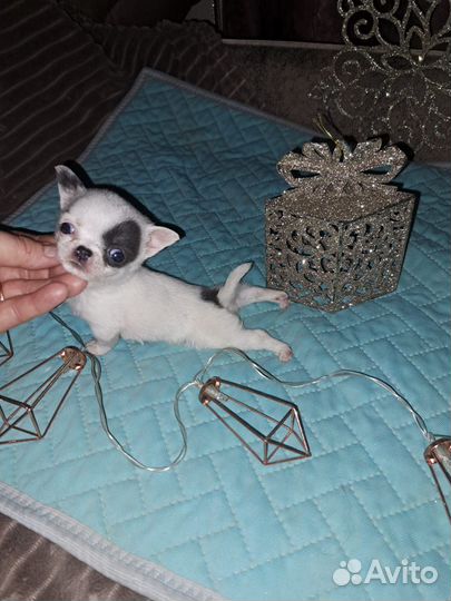 Чихуахуашечки