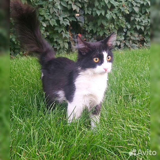 Тишка ищет дом