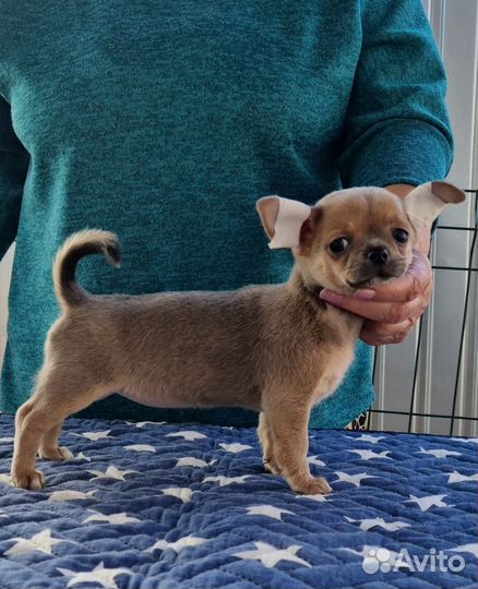 Девочка чихуахуа