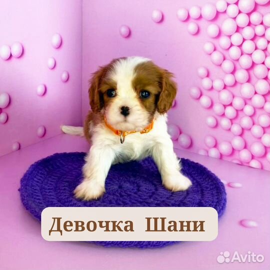 Кавалер кинг чарльз спаниель щенки