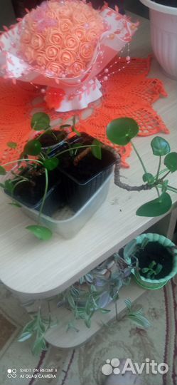 Розан, хатиора,рипсалис, каланхоэ(оленьи рожки)