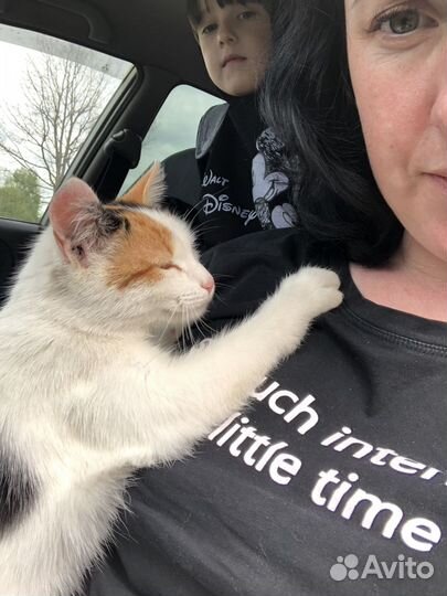 Кошечка в добрые руки