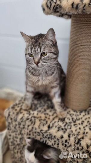 Котики бесплатно