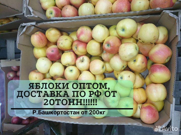 Яблоки оптом красные от 20 тонн
