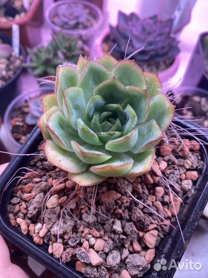 Суккуленты эхеверия 2