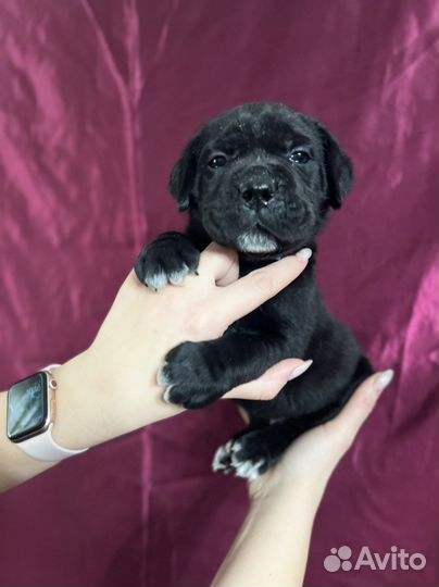 Щеночки корсо
