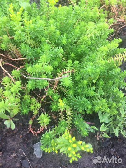 Цветы многолетники