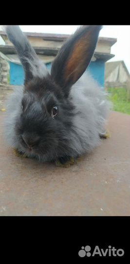 Кролики пуховые