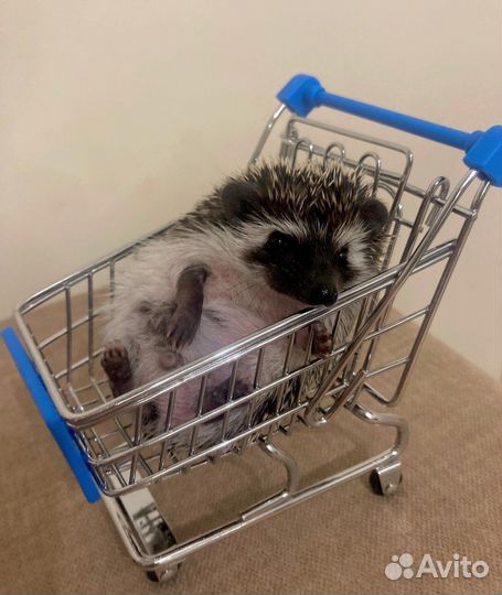 Аксессуары для африканского ежа