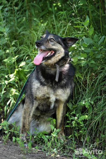 Лада. Шикарная собака в добрые руки