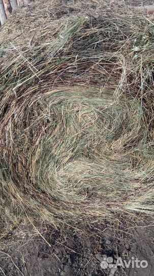 Продам сено в рулонах свежий укос