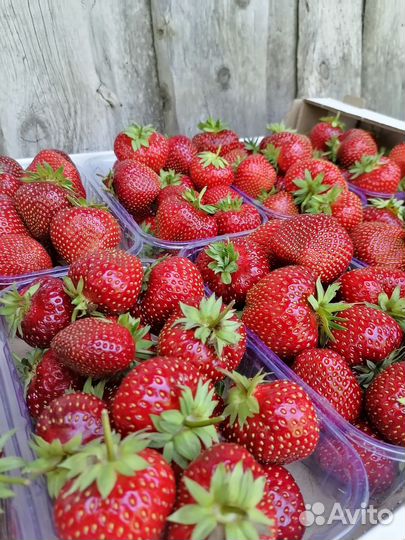 Рассада клубники Мальвина