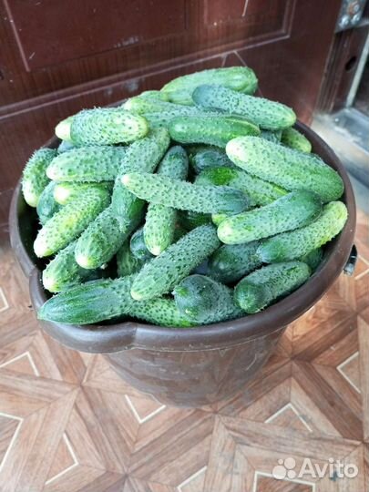 Огурцы домашние - овощи