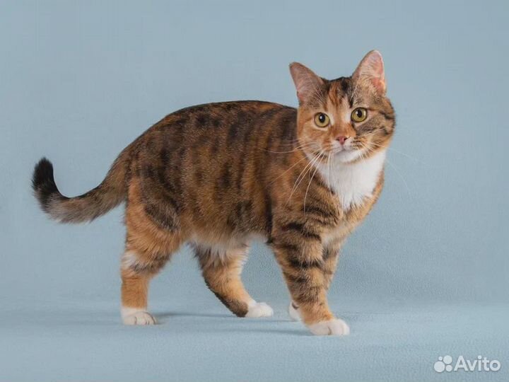 Пушистая кошечка Тыковка