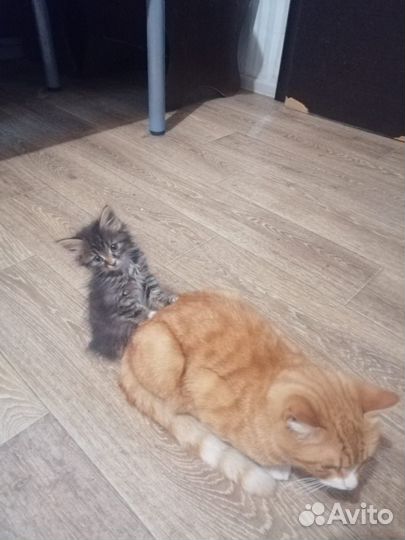 Кошка, коты