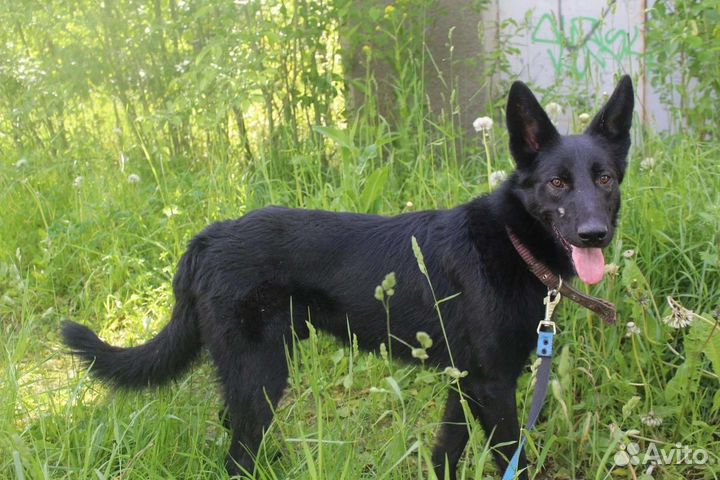 Собака в добрые руки