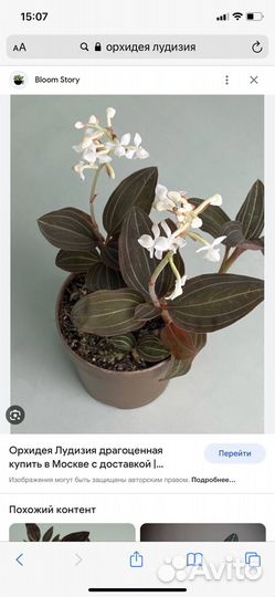 Орхидея лудизия драгоценная