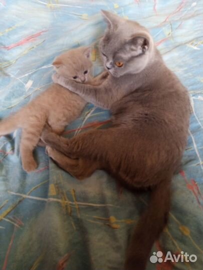 Шотландский котенок мальчик