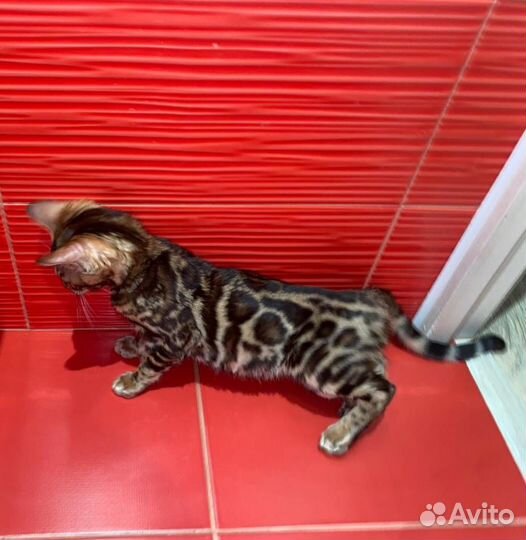 Бенгальский котенок