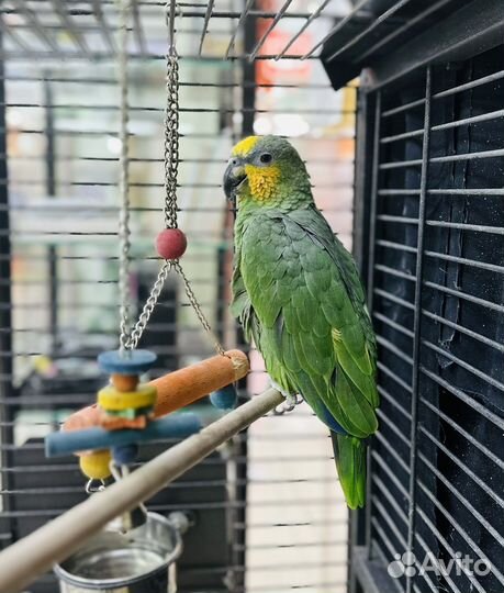 Попугай амазон венесуэльский