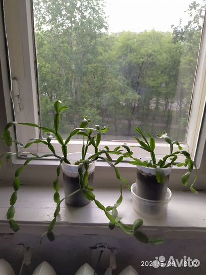 Декабрист красный