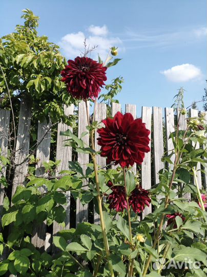 Георгины клубни