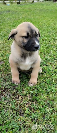 Щенки алабая в добрые руки