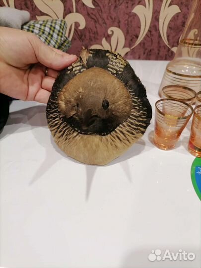 Чучело птицы