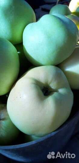 Яблоки домашние