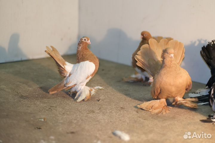 Продам голубей