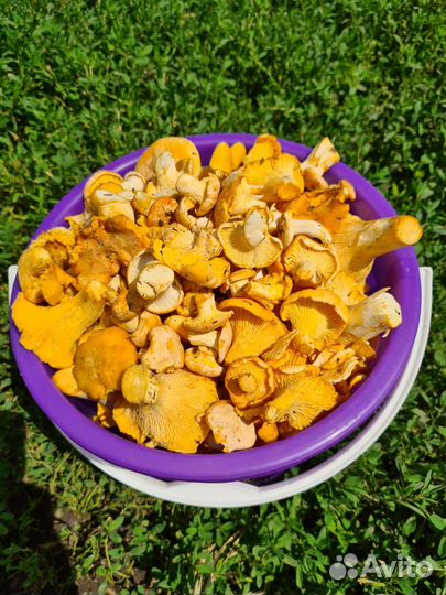 Сушеные грибы лисички